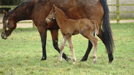 2014 colt by Mastercraftsman